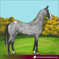 Horse Color:Blue Roan Splash Appaloosa