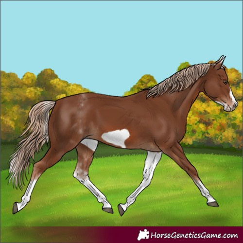 Horse Color:White Spotted Chestnut Frame
