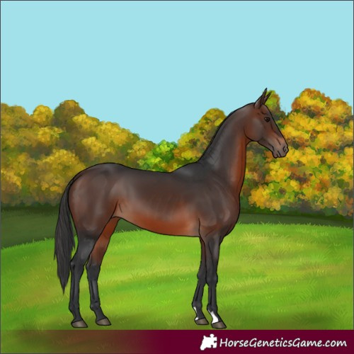 Horse Color:Brown 