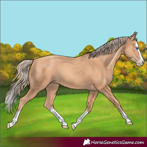 Horse Color:Gold Champagne Splash 