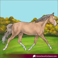 Horse Color:Gold Champagne Splash 