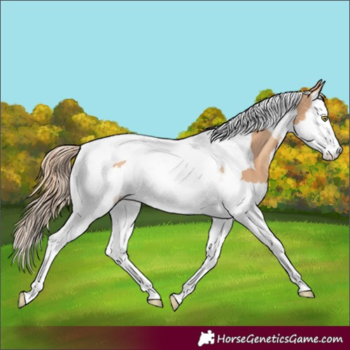 Horse Color:Gold Champagne Splash Tobiano 
