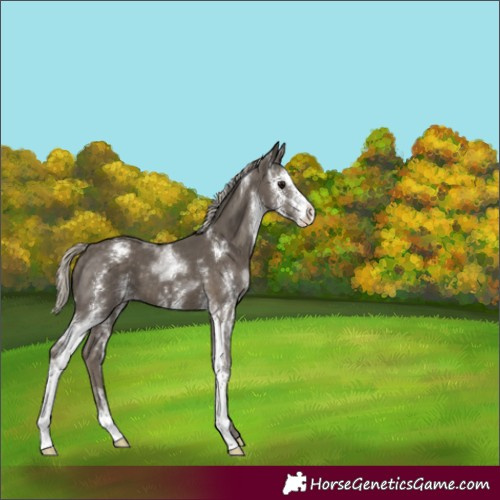 Horse Color:Silver Smoky Black Sabino Appaloosa 