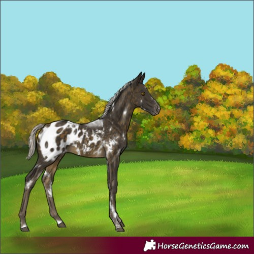 Horse Color:White Spotted Silver Buckskin Appaloosa 