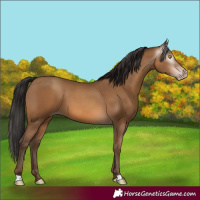 Horse Color:Gray Amber Champagne 