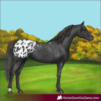Horse Color:Black Appaloosa Rabicano 