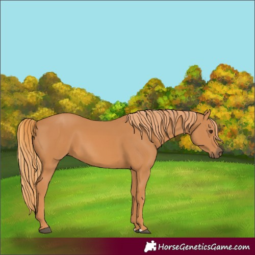 Horse Color:Chestnut 