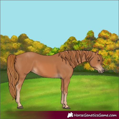 Horse Color:Chestnut Rabicano 