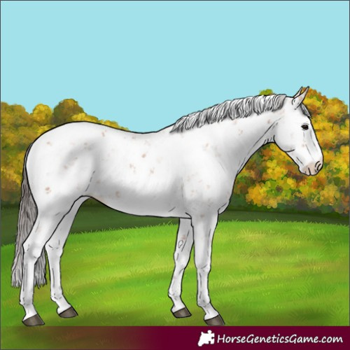 Horse Color:Bay Sabino 
