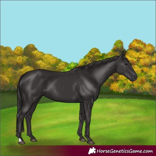 Horse Color:Smoky Black 