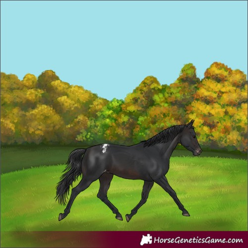Horse Color:Brown Appaloosa