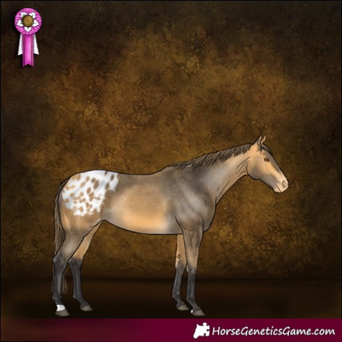 Horse Color:Buckskin Appaloosa 