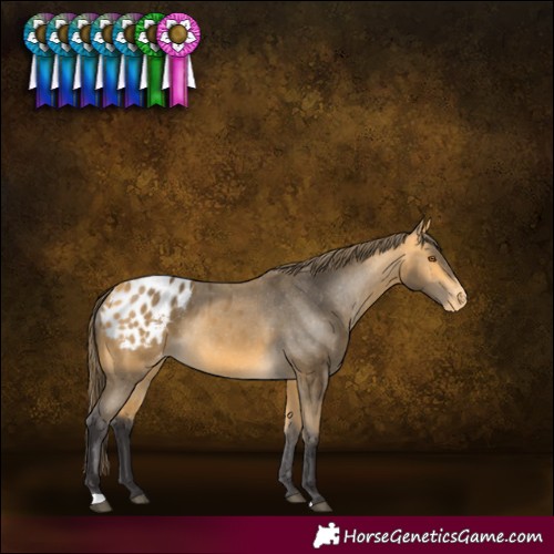 Horse Color:Buckskin Blanket 