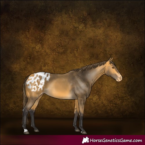 Horse Color:Buckskin Appaloosa 