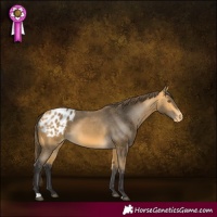 Horse Color:Buckskin Appaloosa 