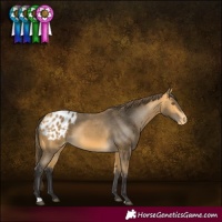Horse Color:Buckskin Appaloosa 
