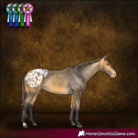 Horse Color:Buckskin Appaloosa 