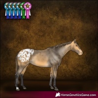 Horse Color:Buckskin Appaloosa
