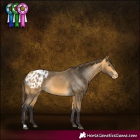 Horse Color:Buckskin Appaloosa