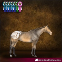 Horse Color:Buckskin Blanket 