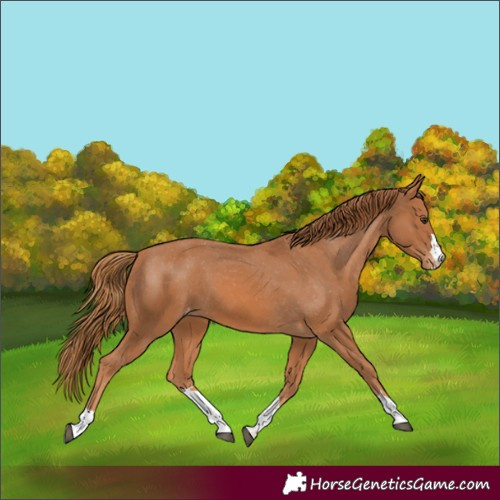 Horse Color:Chestnut Appaloosa 