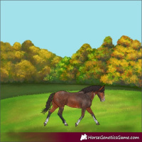 Horse Color:Bay Sabino 