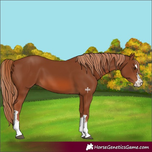 Horse Color:Chestnut 