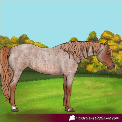 Horse Color:Red Roan 
