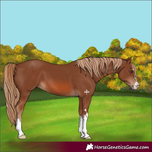 Horse Color:Chestnut 