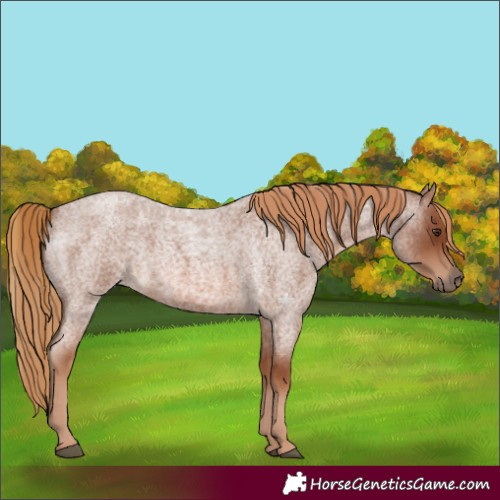 Horse Color:Red Roan 