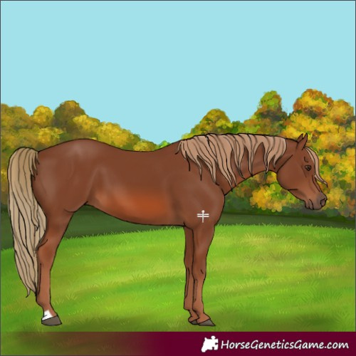 Horse Color:Chestnut 