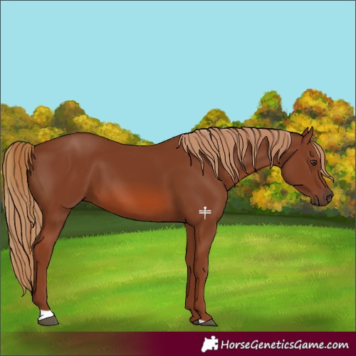 Horse Color:Chestnut 