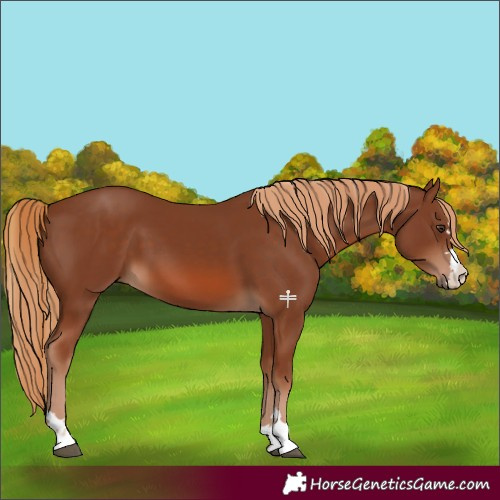 Horse Color:Chestnut 