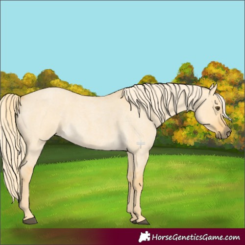 Horse Color:Palomino Roan Dun 
