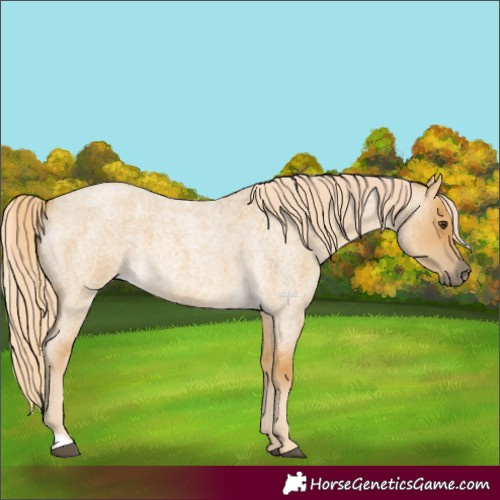 Horse Color:Palomino Roan Dun 