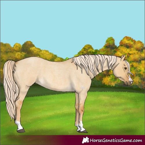 Horse Color:Palomino Roan Dun 