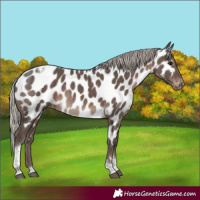Horse Color:Silver Black Tobiano Appaloosa Rabicano 