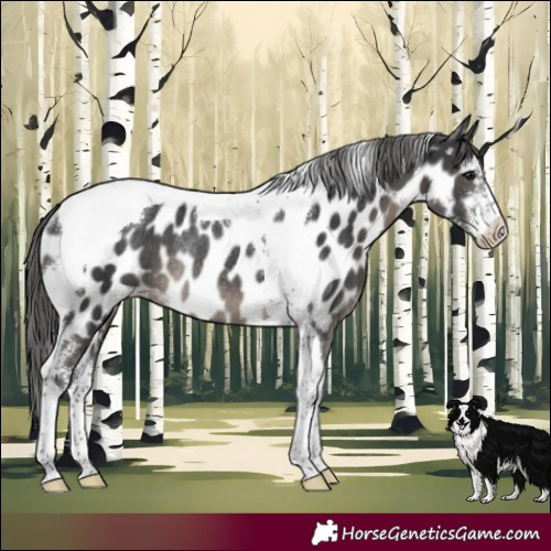 Horse Color:Black Sabino Tobiano Appaloosa Rabicano 