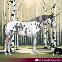 Horse Color:Black Sabino Tobiano Appaloosa Rabicano 