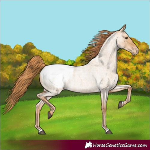 Horse Color:Red Dun Roan Appaloosa