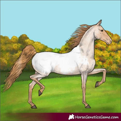 Horse Color:Red Roan Appaloosa