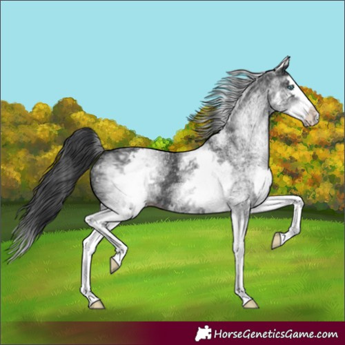 Horse Color:White Spotted Black Splash 