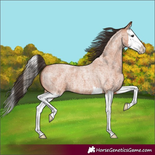 Horse Color:Bay Roan Splash 