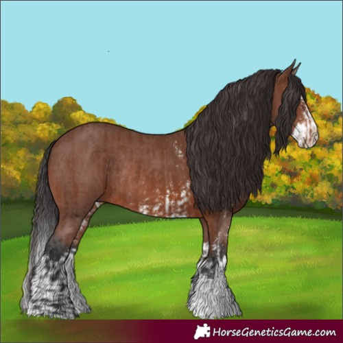 Horse Color:Brown Sabino Rabicano  and Brown Sabino Splash Rabicano 