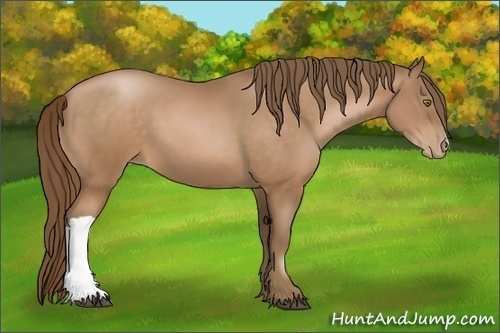 Horse Color:Bay Pearl