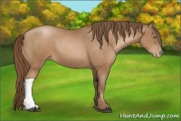 Horse Color:Bay Pearl 