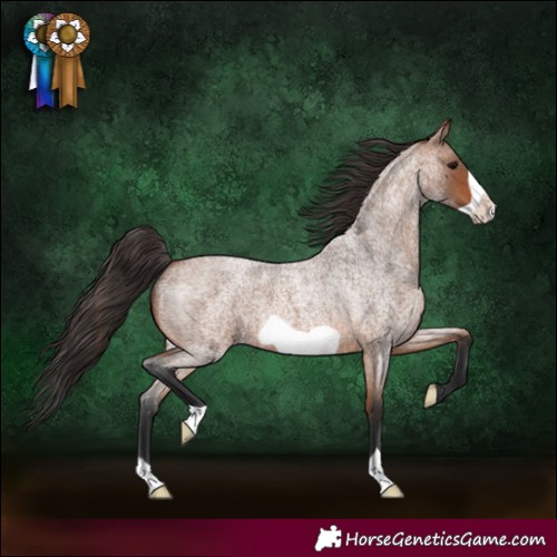 Horse Color:Bay Roan Frame 