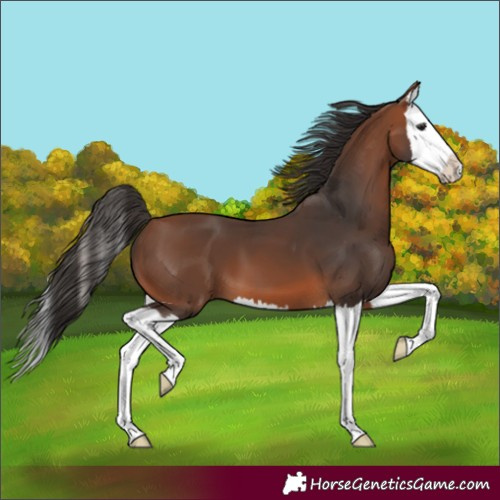 Horse Color:Bay Splash 