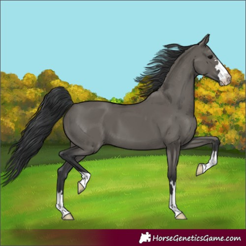Horse Color:Grullo 