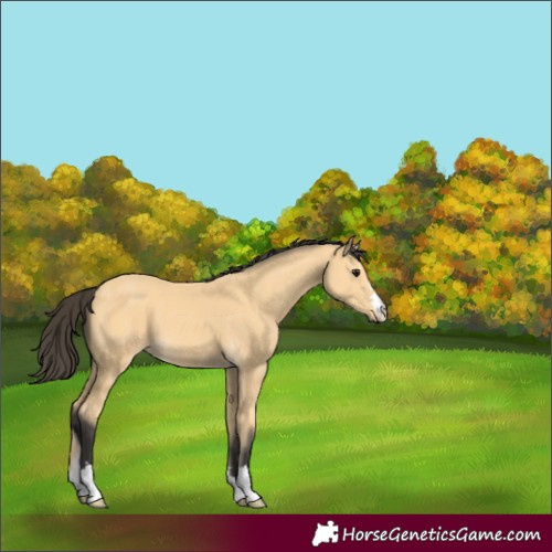 Horse Color:Buckskin 